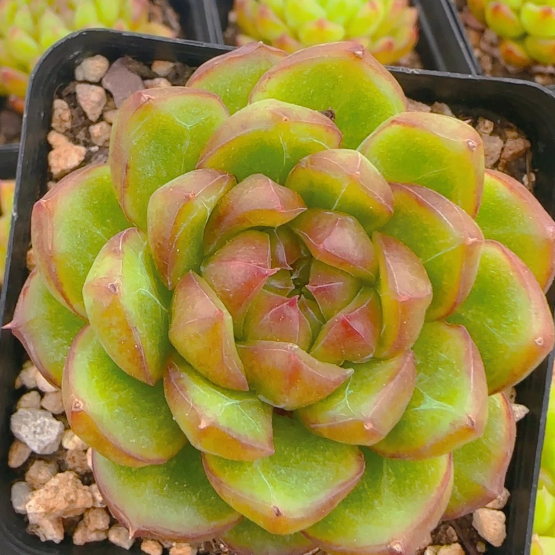 【闪购商品】糖果珍妮