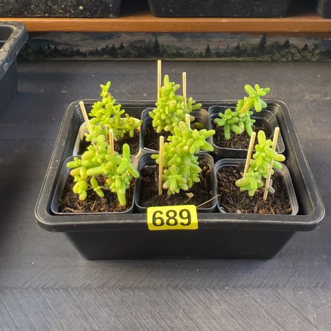 枝干番杏多肉植物689