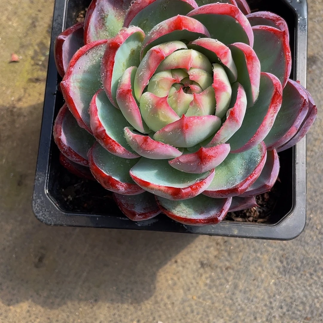 b***丽锦鸿仙子多肉植物