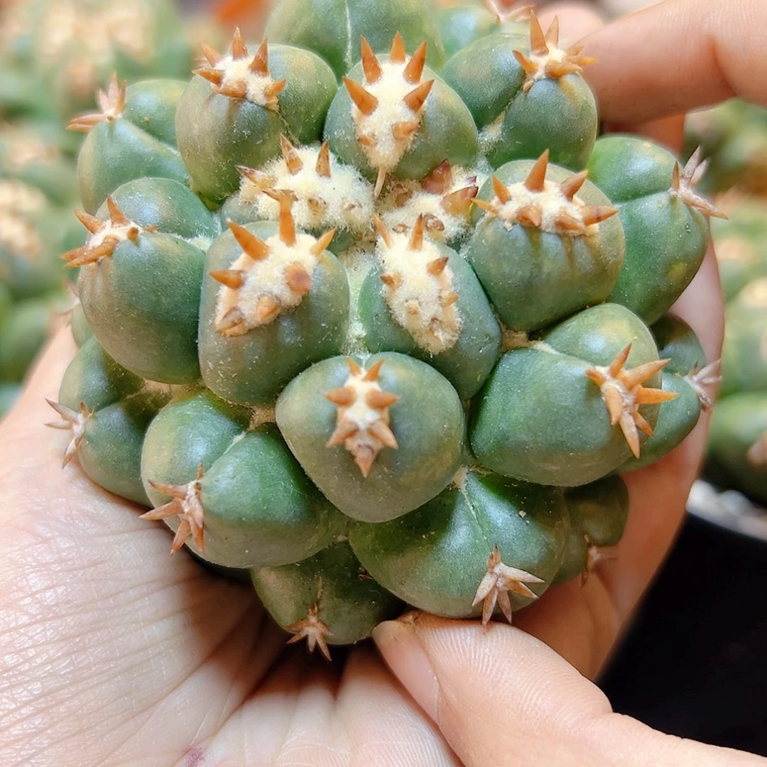 自根短豪刺獠牙7公分弱根无木心