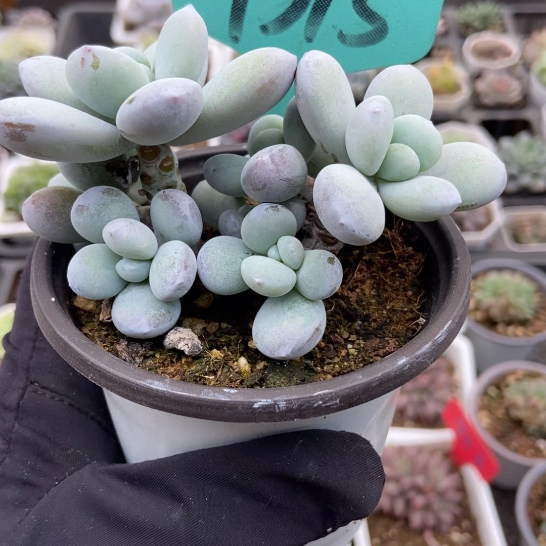 7315雪美人多肉植物