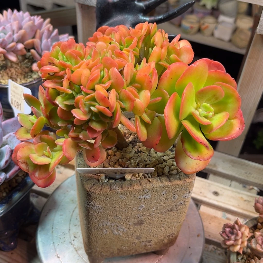 红梅缀多肉植物duonvnvnv