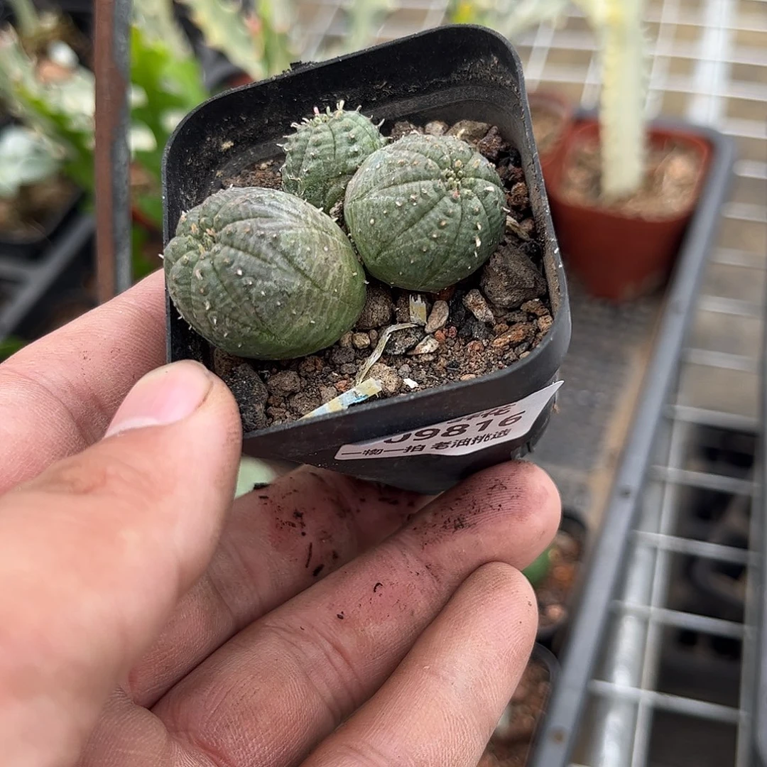 109816一物一拍单