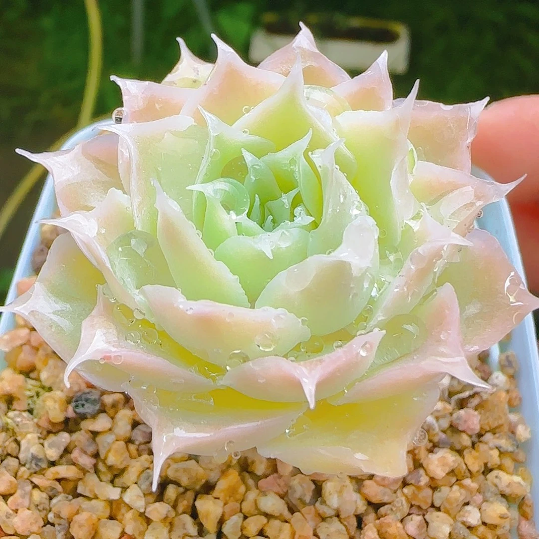 蓝丝绒，116、仙农出品