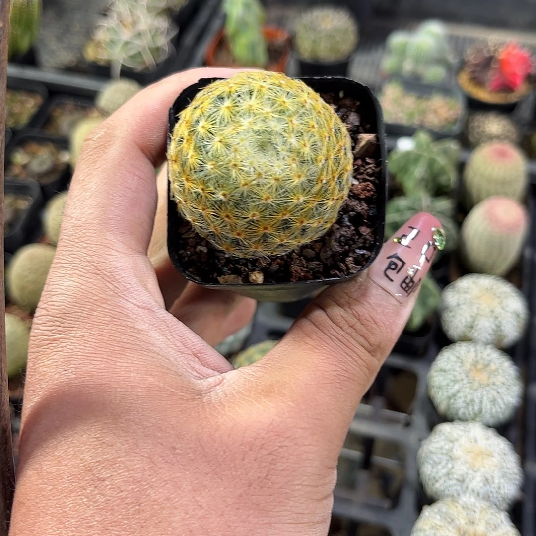 明星单头发货单头发