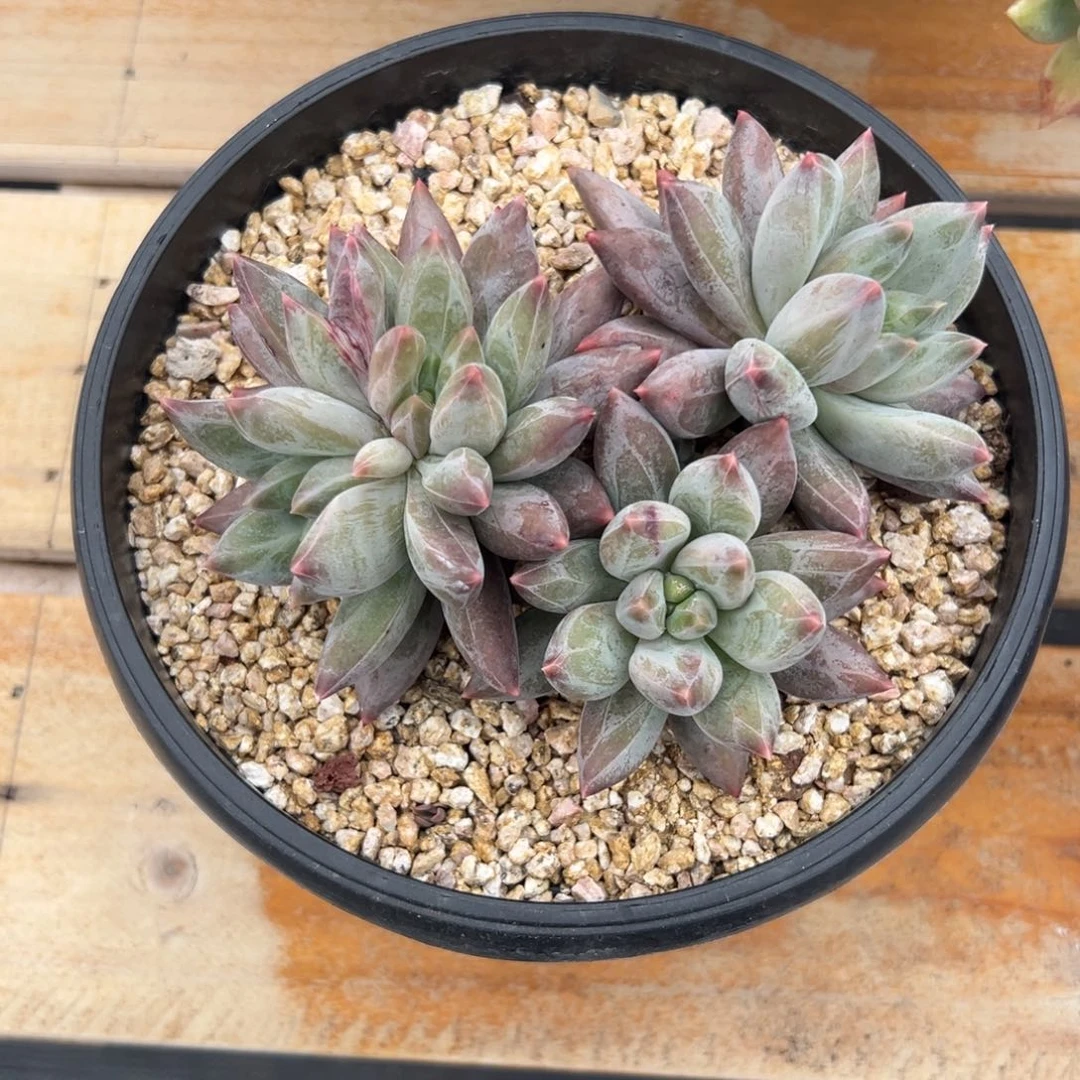 多肉重楼【非偏远地区满18包邮】