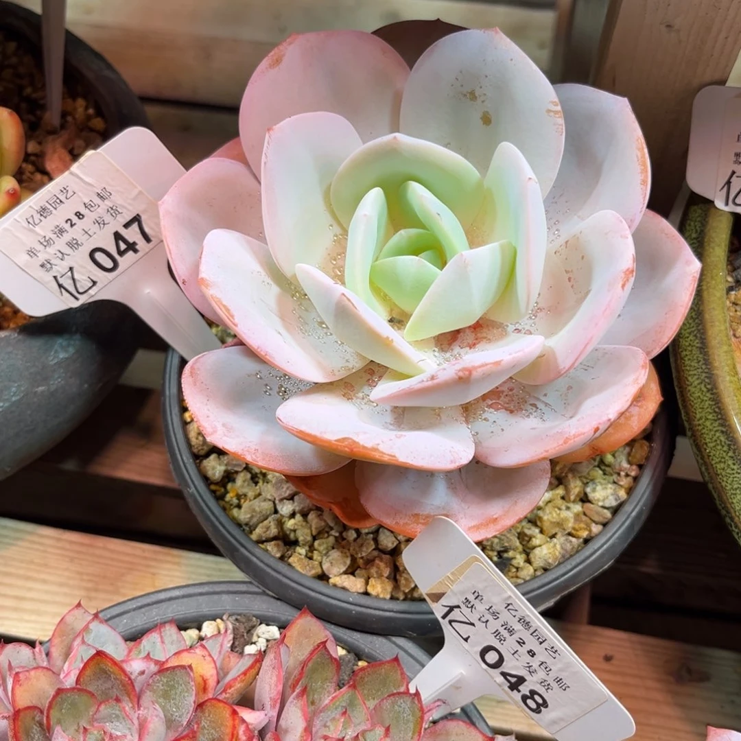 国奶多肉植物yixbanm