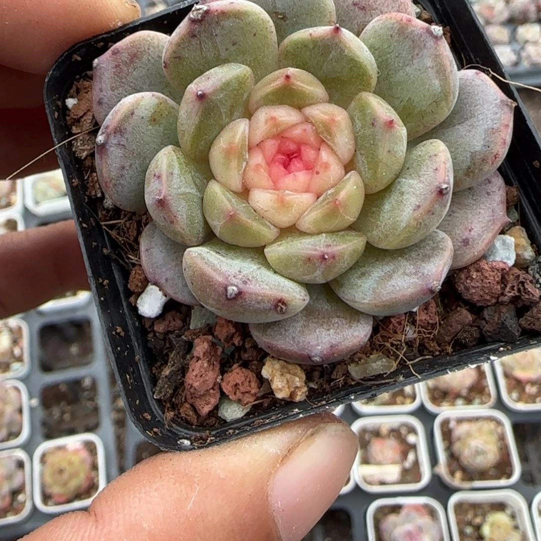 小卡拉米糖心一物一拍