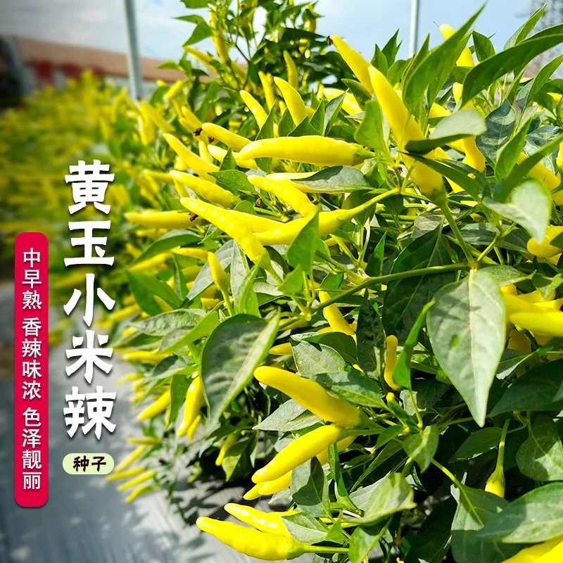 小米辣椒泡椒种子朝天椒白米辣椒种籽春季夏四季播蔬菜瓜果种籽春