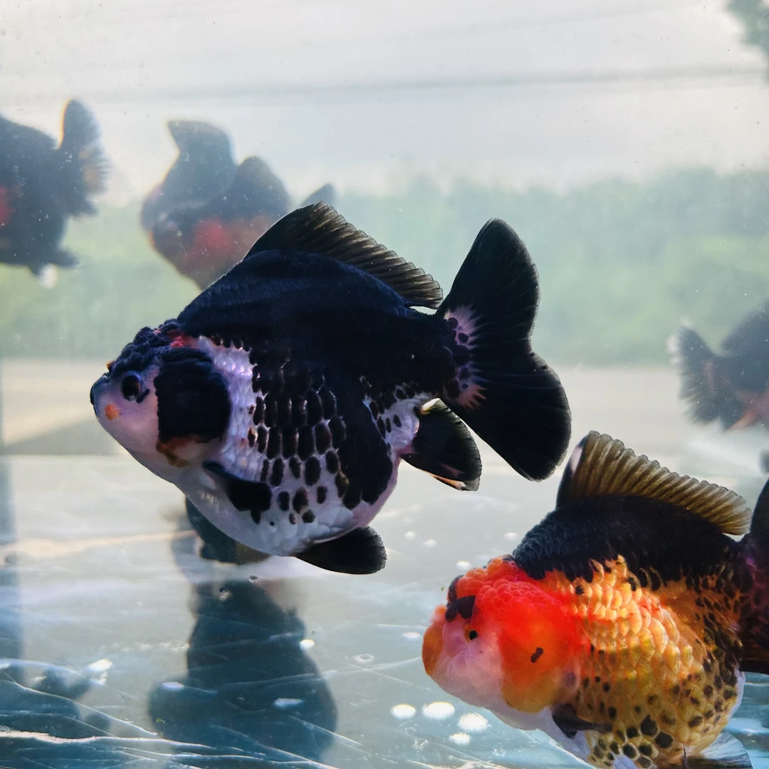 【福利款】精选玛丽泰狮金鱼 直播间选鱼 一鱼一价 退单拉黑