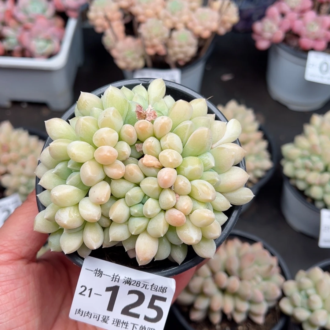 l****i星空美人朵朵缀多肉