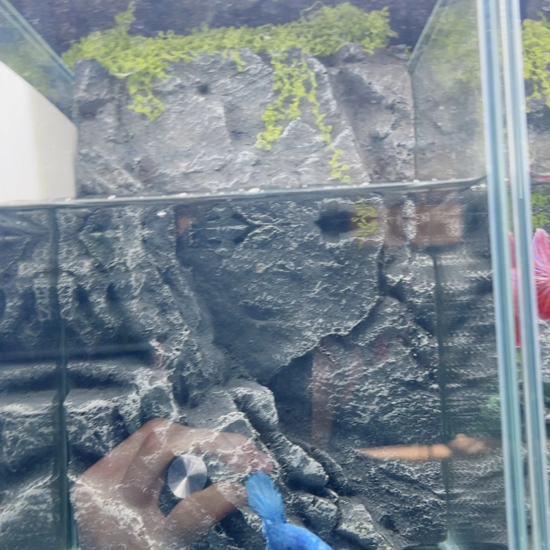 海水精品巨斗将军来福利