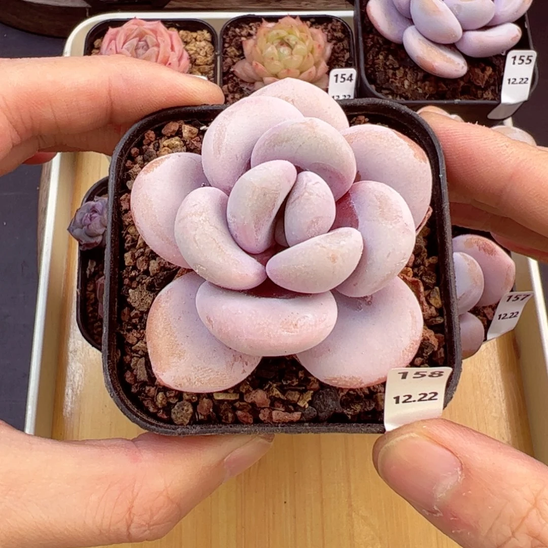 好好看158、哈哈哈哈