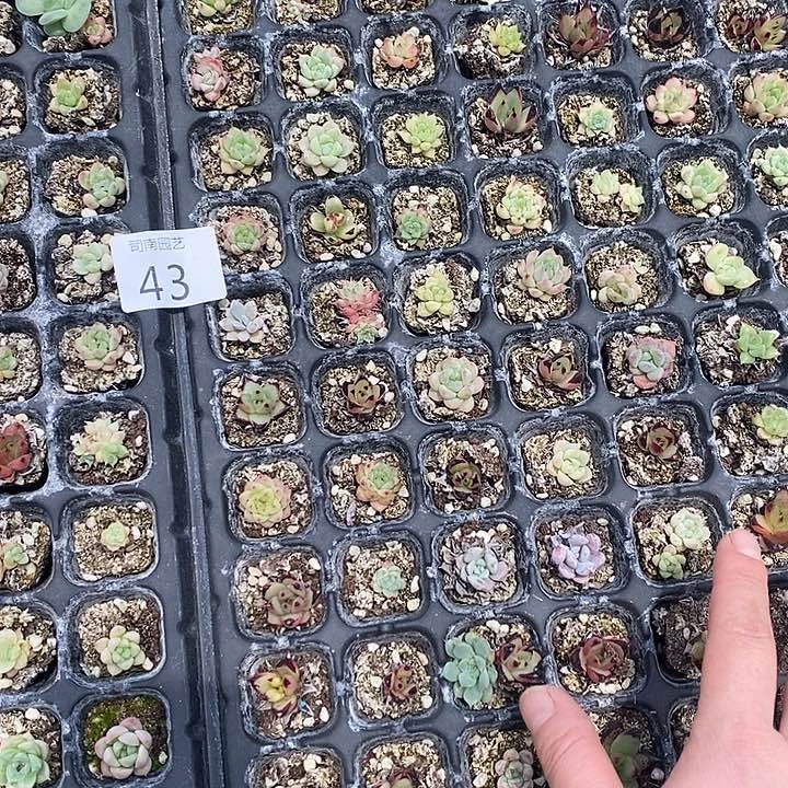 43 瑕疵特价不售后多肉植物盆栽花卉