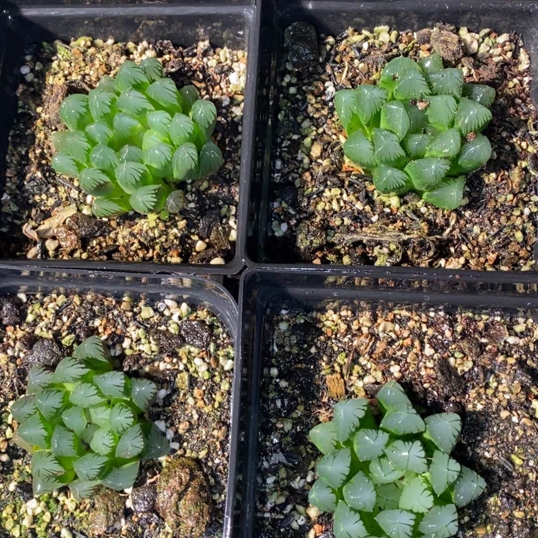 1355 一颗大年份灯系玉露 脱土发货 周末整点福利