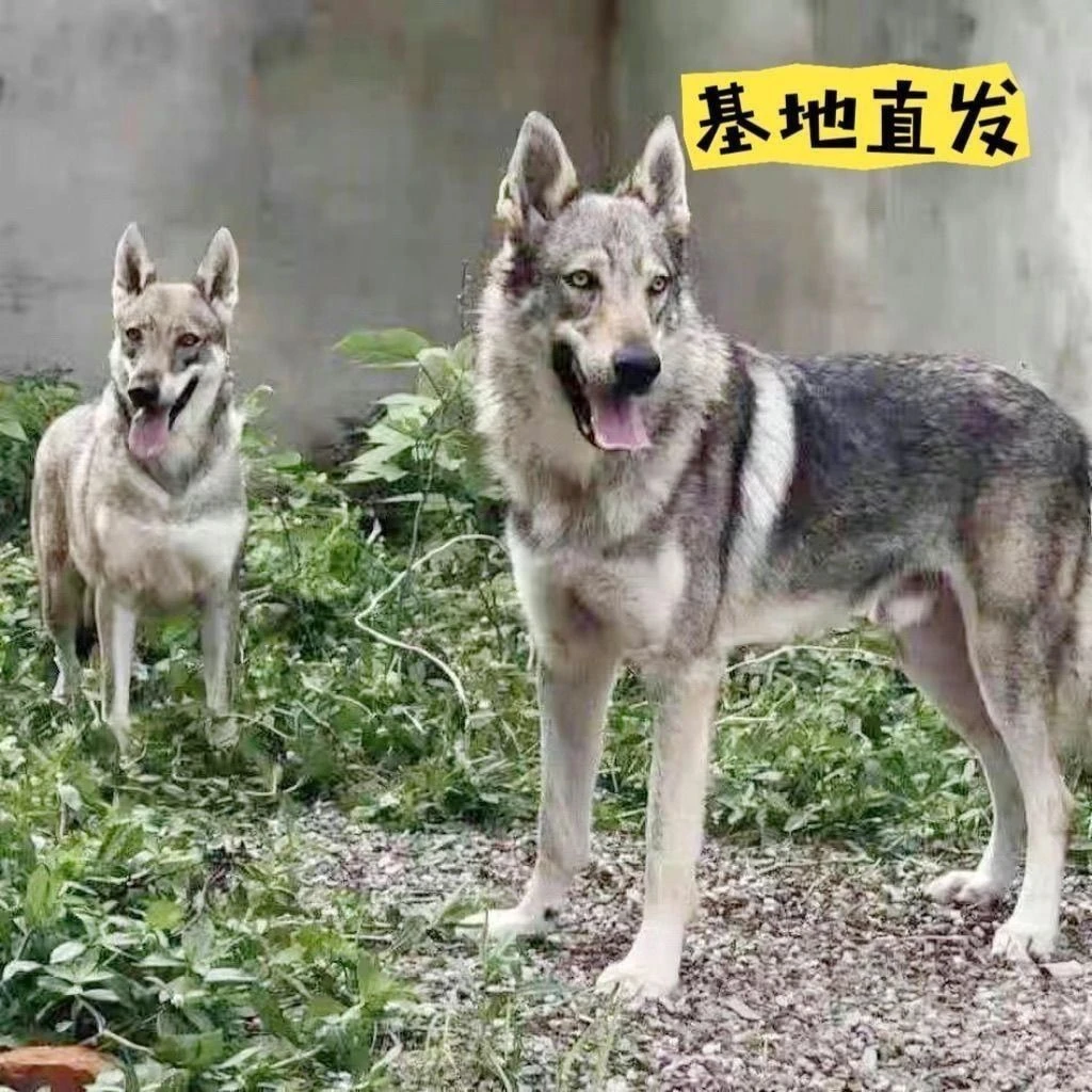 【领养】狼青犬大型幼犬活物头版好养家养活狼青纯种看家护院中华体