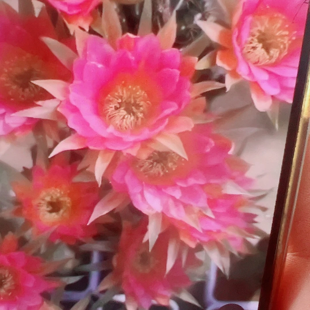 丽花 千手观音 侧芽 满20包邮