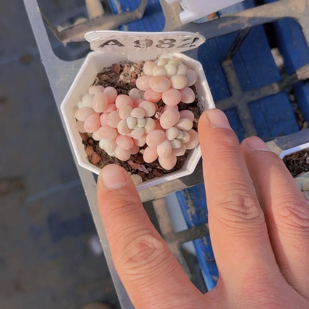 A982鱼子酱yw iu yi pai