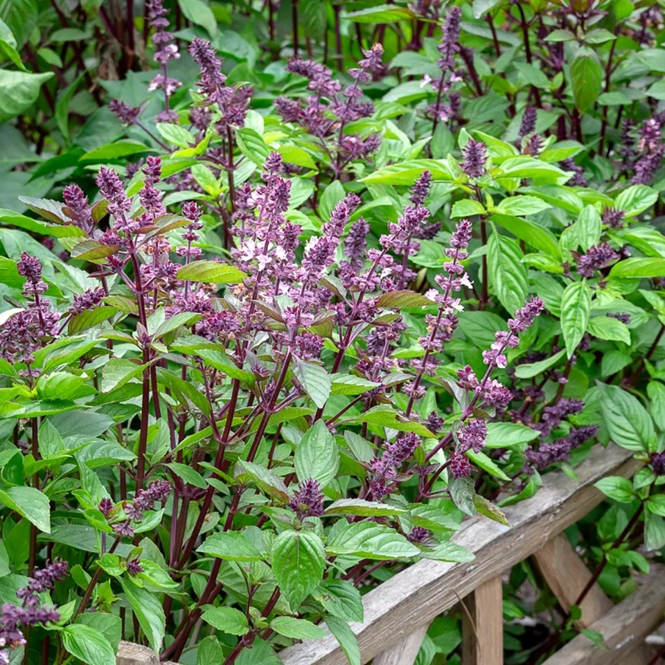 1000粒（新疆西藏包邮）罗勒种子香草芳香阳台盆栽香料种籽