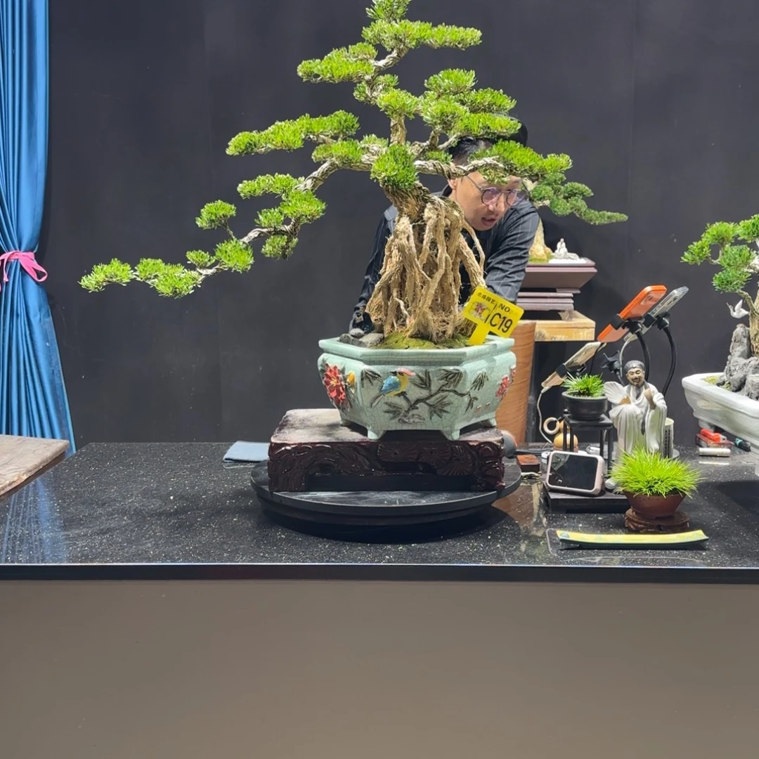 无花朵黄杨室内室外盆景艺术