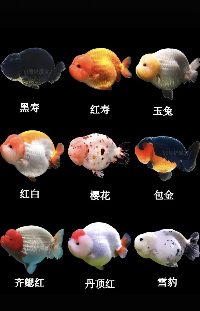 兰寿饲料冷水观赏鱼