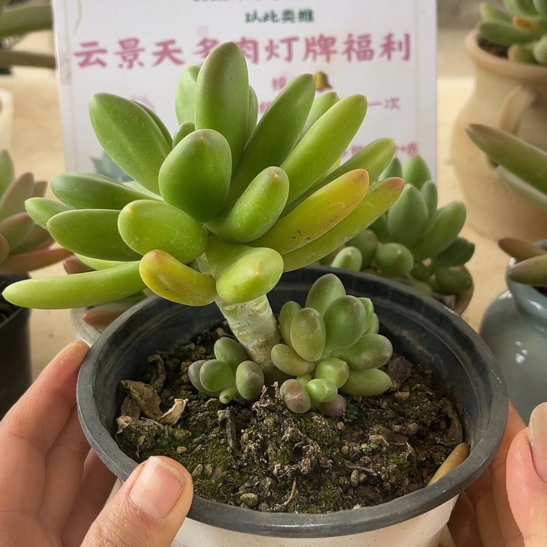 芒果奶。 052。 111111111