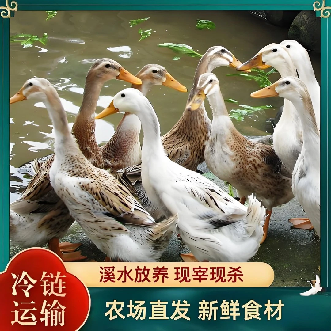 大别山农家散养老麻鸭