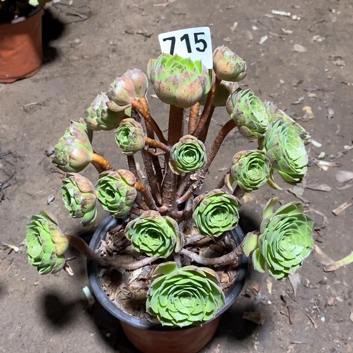 法师植物一物一拍715