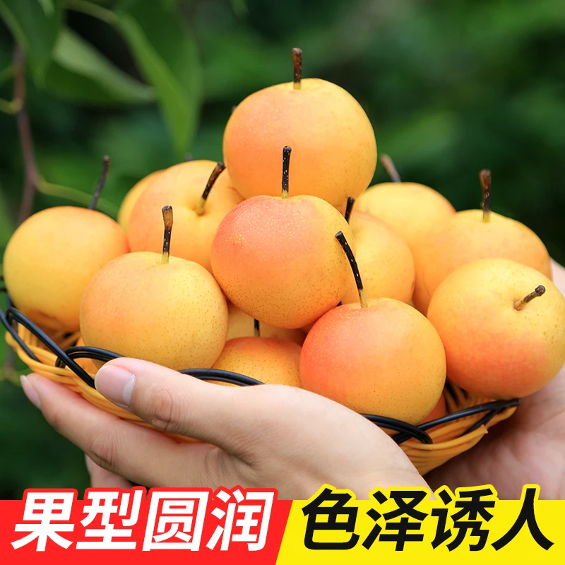 鞍山南果梨5斤新鲜东北特产香水梨酒香水果