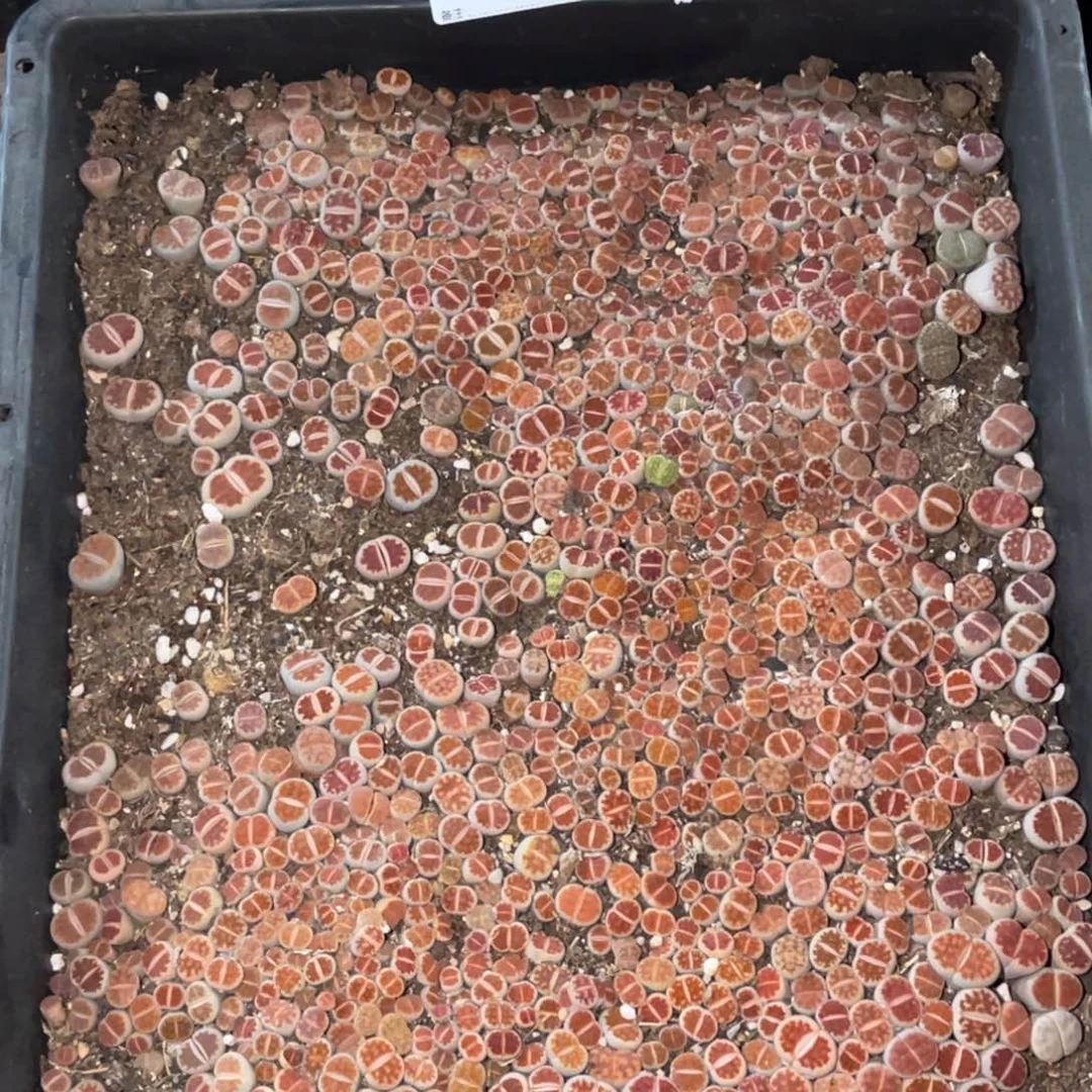 4764冰橙红窗福利筐1不售后