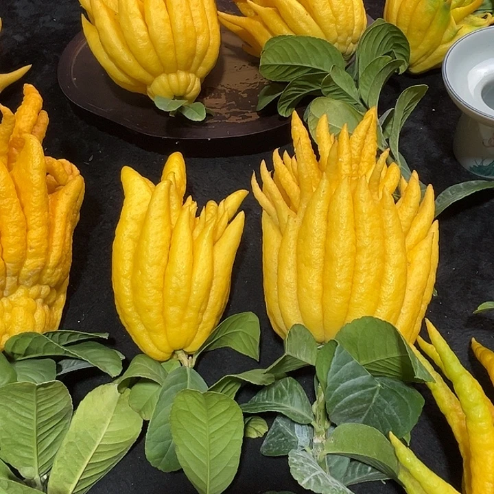 东***生完全开放九九九九佛手