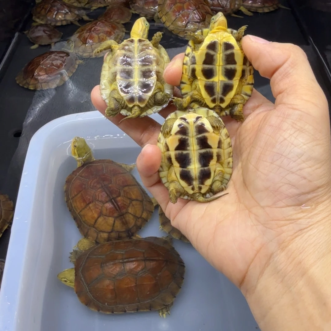 花***爷宠物龟公母搭配背甲4.6