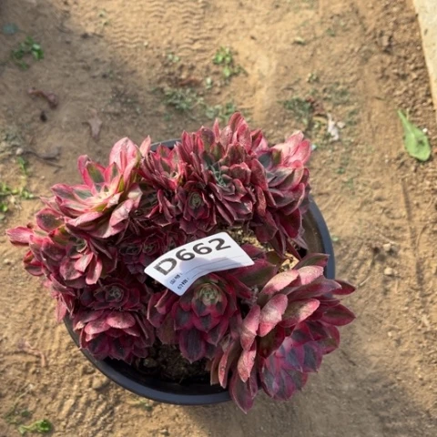 多肉植物倾城绥化