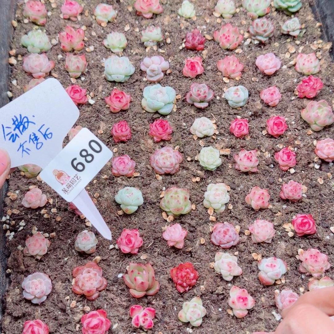 多肉植物多肉植物