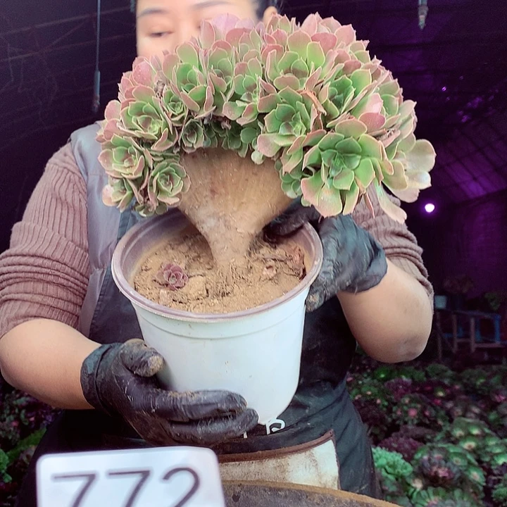 柒柒精品多肉脱土发货不包断侧枝772