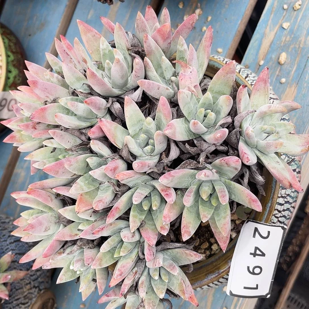 特价不售后仙女2491