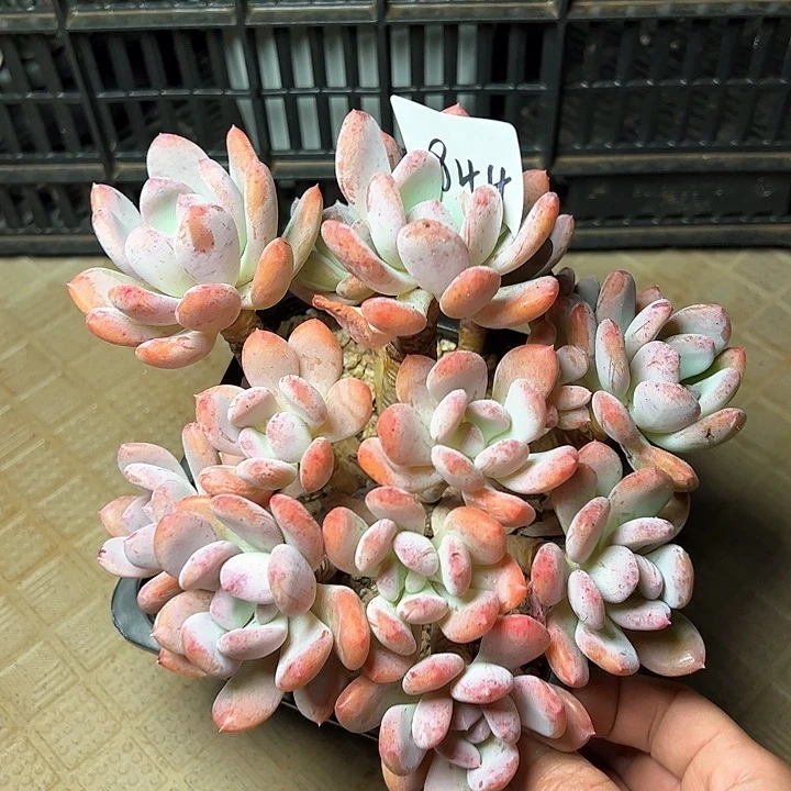 844/////////////////