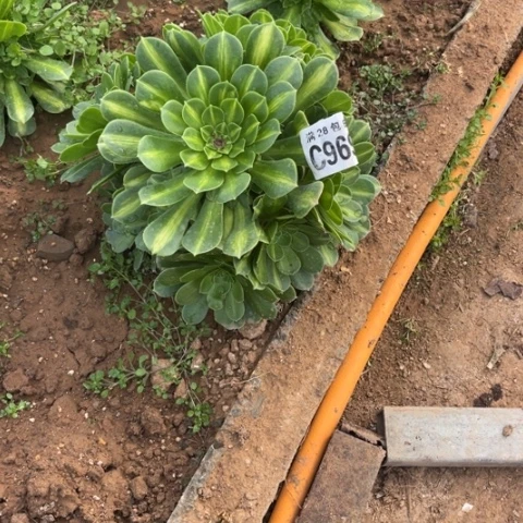 969琉璃翡翠不包断枝