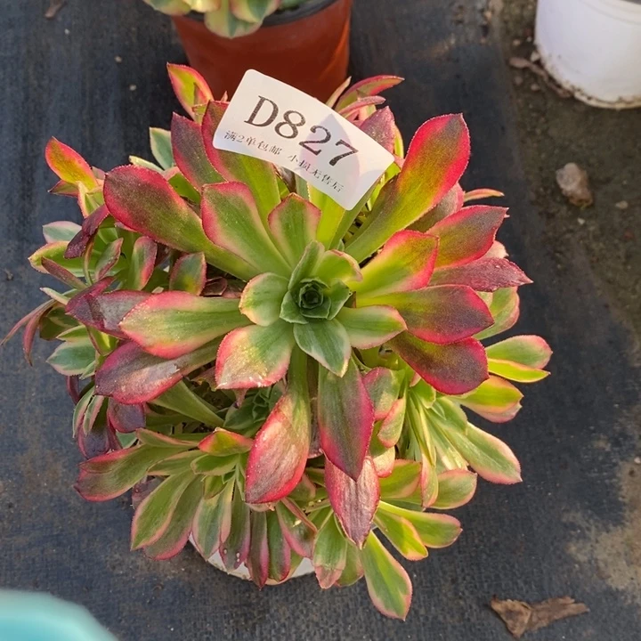 827水果糖多肉植物