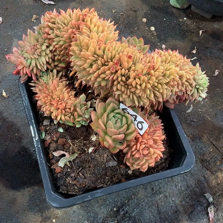 646缀化 一物一拍多肉