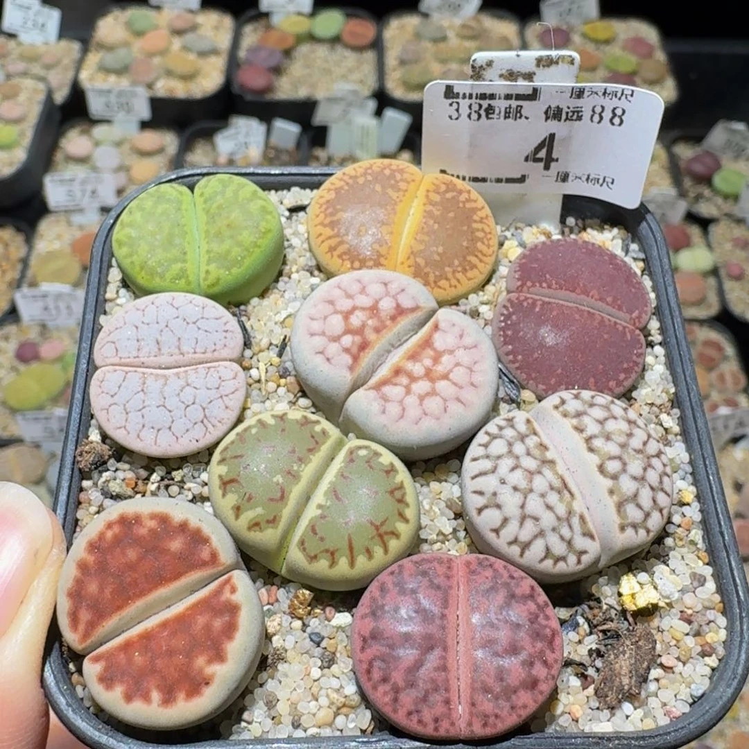 Ssss精品生石花4卡2