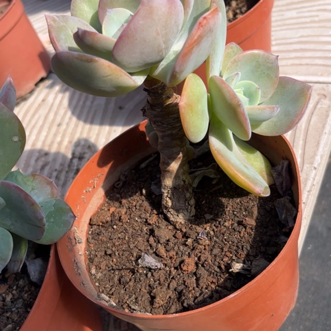 【闪购商品】无花朵小**儿