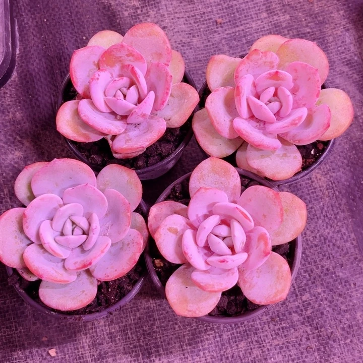 我是第一百个为妖刀应援滴