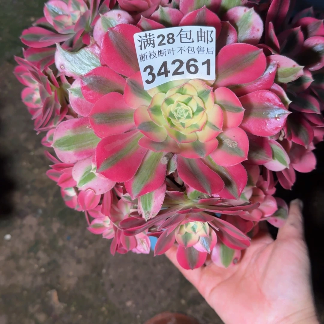 34261女巫多肉植物