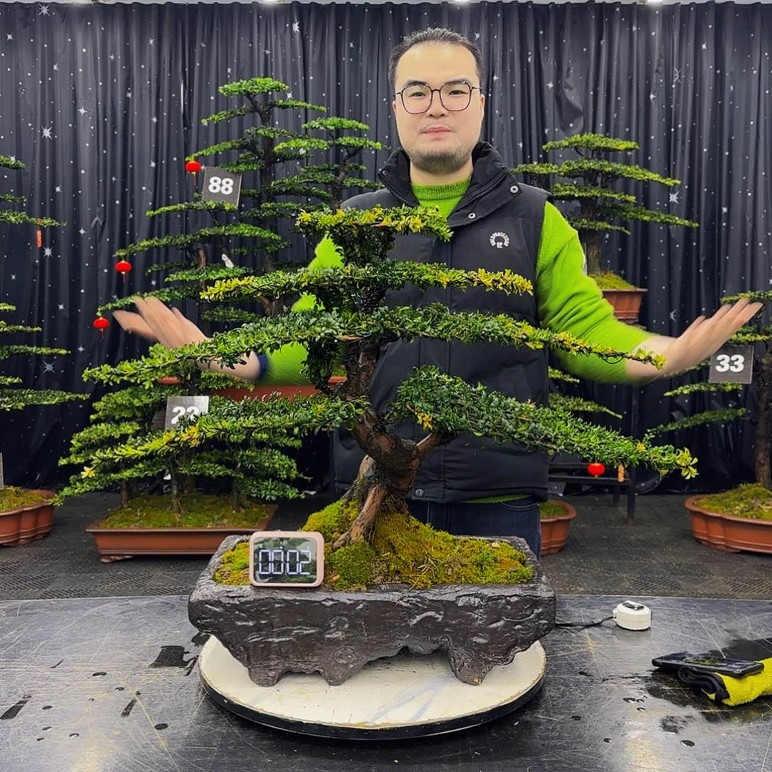 红芽罗汉松造型盆景