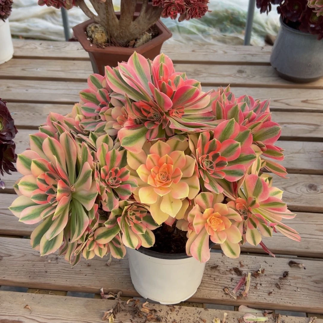 柒****?炖肉植物发货女巫