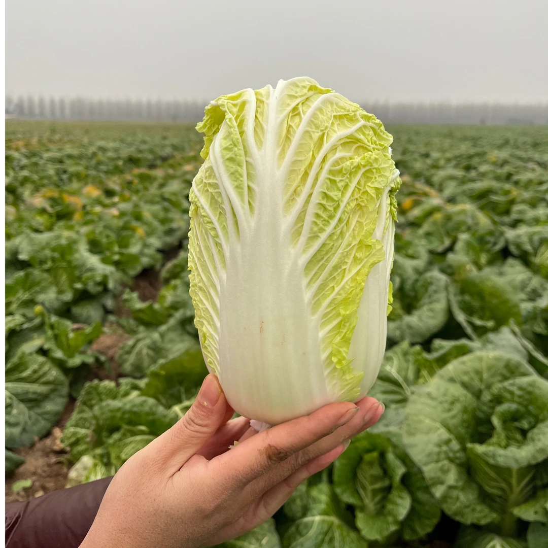 精品9斤装高原黄心娃娃菜农家自种现摘现发无经丝脆嫩鲜甜健康