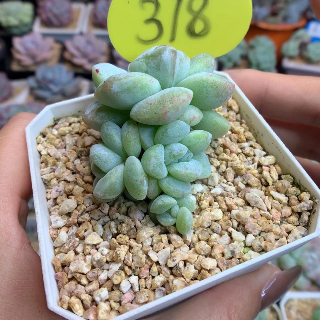 378四头冰玉石化多肉植物