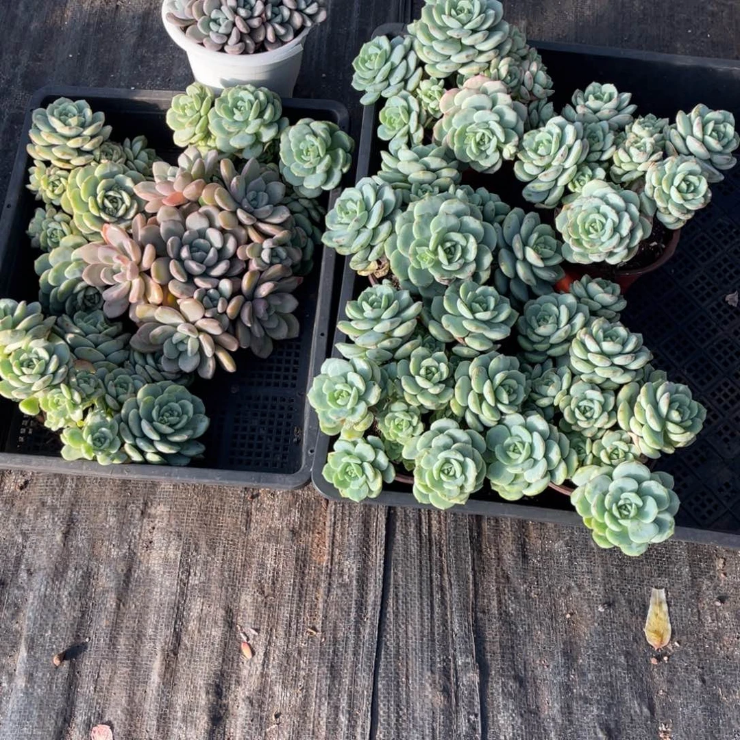 一物一拍 香草 白鹭