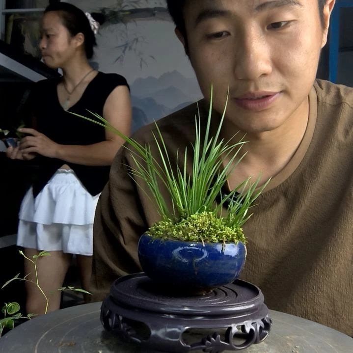 彡*白中青园艺一物一拍171